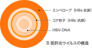 B型肝炎ウイルスの構造